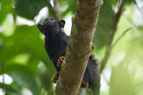 Golden hand black monkey on a tree