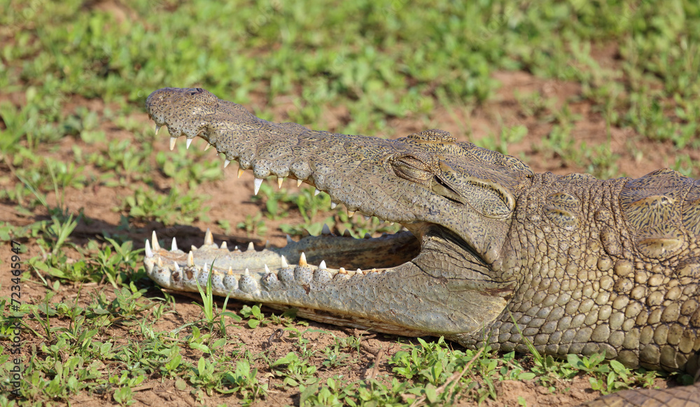 Obraz premium Nilkrokodil / Nile crocodile / Crocodylus niloticus..