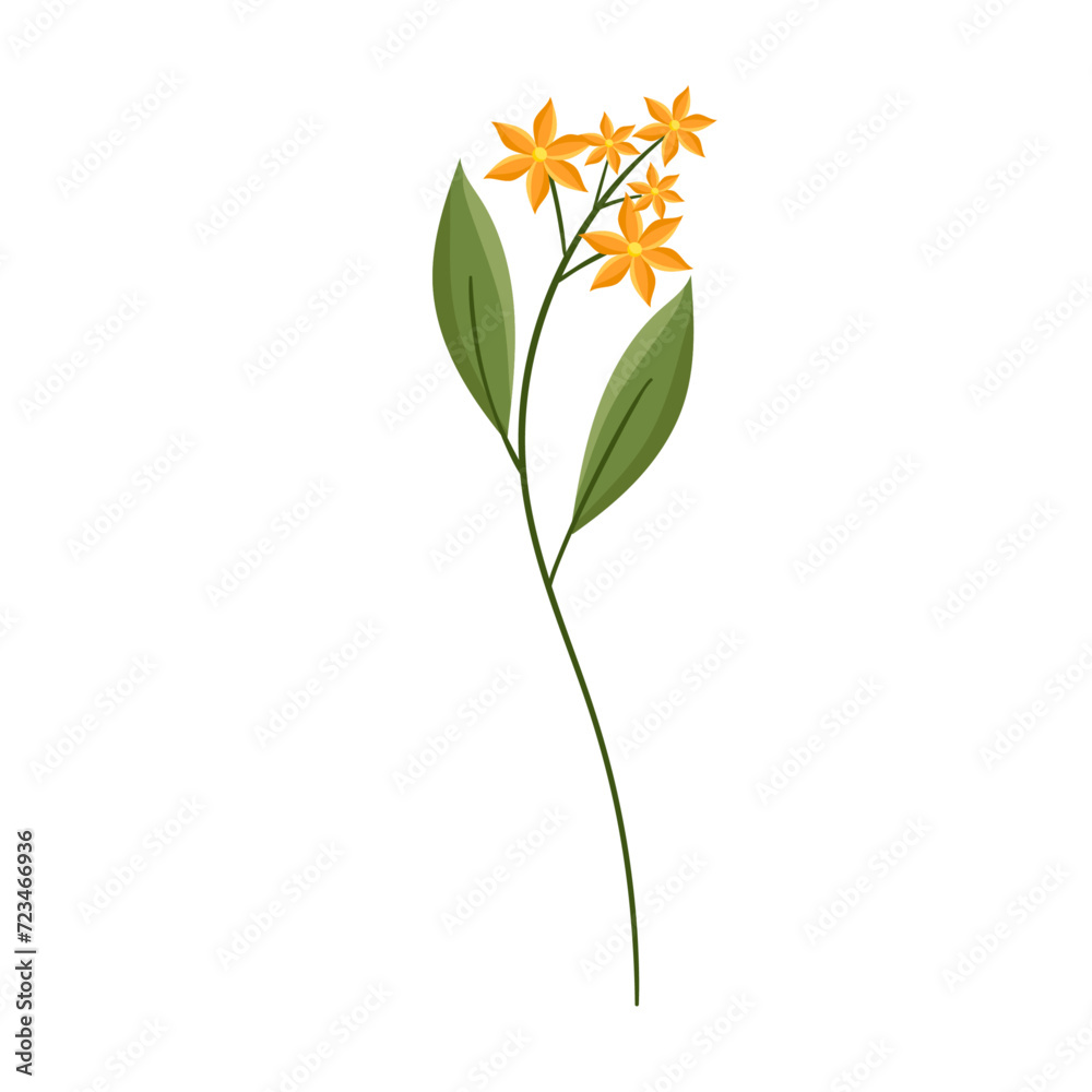 Vector hand drawn flower illustration on white
