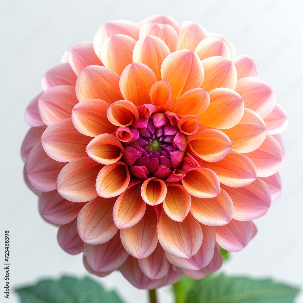 photo of dahlia flower with white background