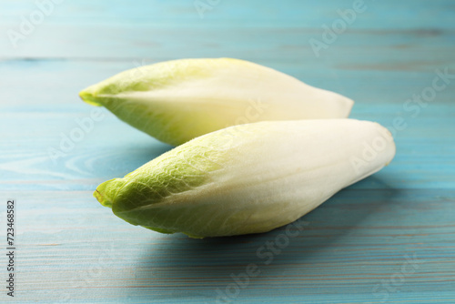 Fresh raw Belgian endives (chicory) on light blue wooden table