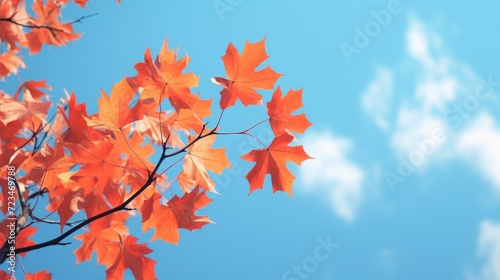 Bright orange autumn leaves contrast against a clear blue sky, symbolizing the change of seasons and natural beauty. © red_orange_stock