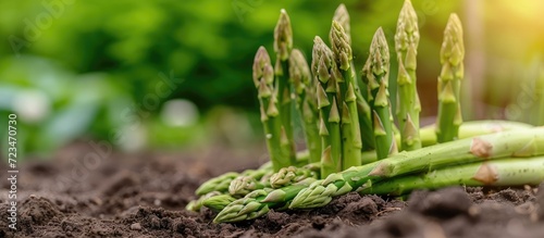 Organically grown asparagus in the garden. photo