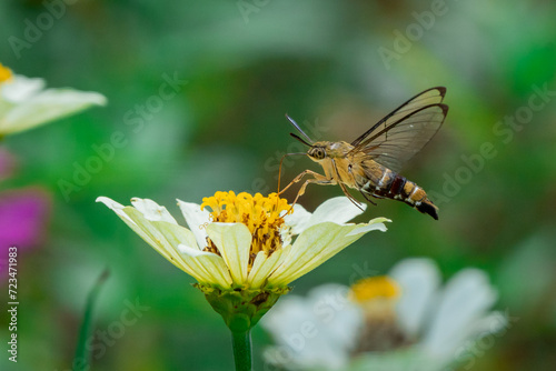 Pellucid hawk moth Cephonodes hylas sucking nectar from zinnia flower in flower garden, natural bokeh background