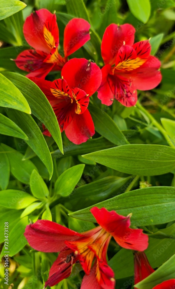 red flower red flower