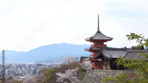 Wallpaper Mural 京都清水寺の桜　ズームイン　 Torontodigital.ca