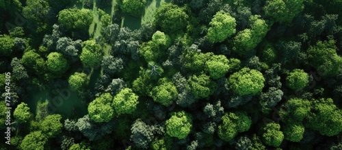 Aerial top view green forest with globe earth, Green planet in your hands, Save Earth