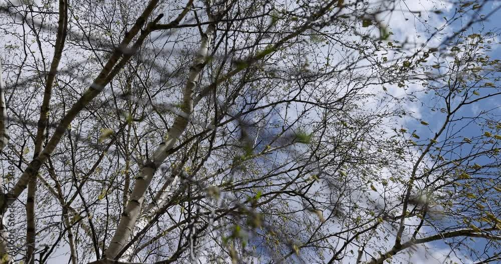 birch tree with green foliage in windy weather, beautiful birch tree in sunny weather birch tree with green foliage in windy weather, beautiful birch tree in sunny weather