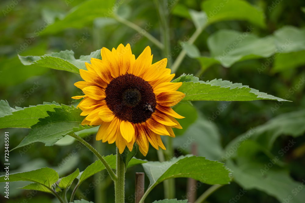 A closeup of a single blooming yellow sunflower plant with multiple lush green leaves. The flower head has long yellow petals, and the center of the bloom has a pattern of brownish-red seeds. A closeup of a single blooming yellow sunflower plant with multiple lush green leaves. The flower head has long yellow petals, and the center of the bloom has a pattern of brownish-red seeds.