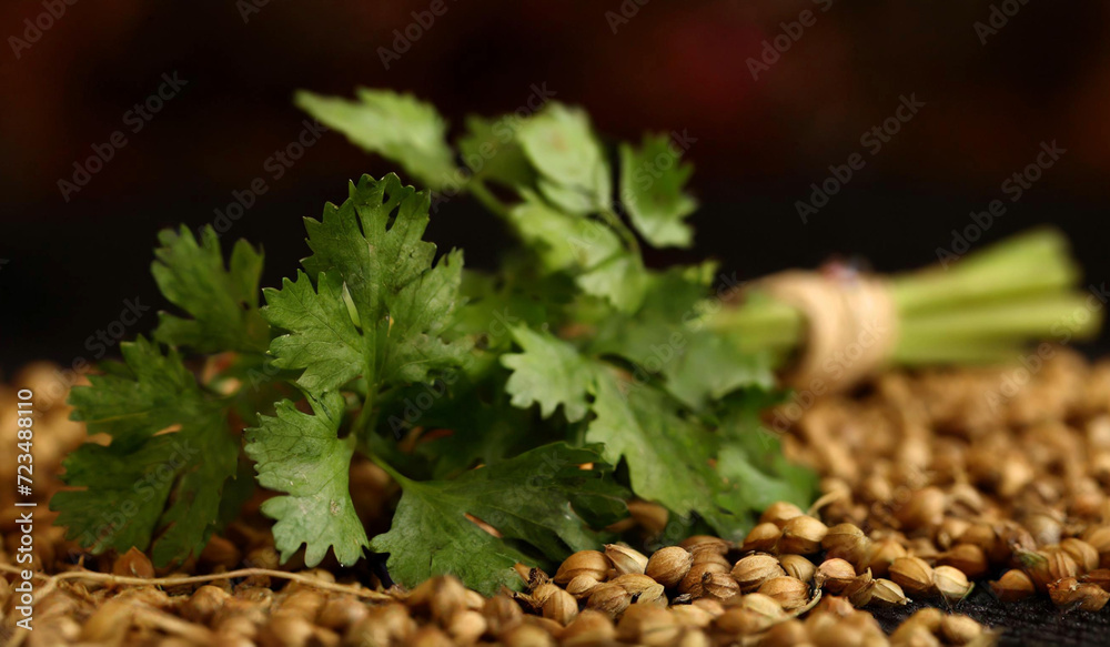 Fototapeta premium coriander leaves