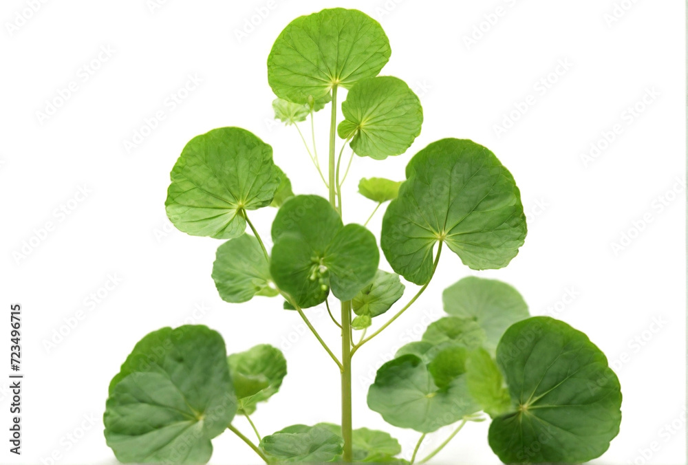 Ayurvedic medicine leaves on white background