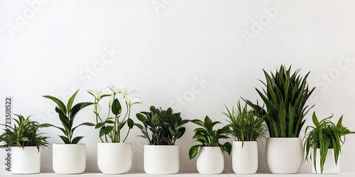 Table with flowering potted houseplants next to white wall.