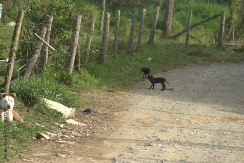 dog, horse, animal, black, pet, farm, mammal, nature, field, canine, grass, animals, brown, white, isolated, puppy, running, sky, foal, mare, domestic © Rocio