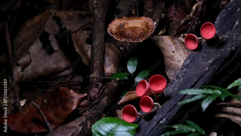 Camera zooms out revealing this colorful ensemble of the Red Cup Fungi or Champagne Mushroom Cookeina sulcipes, Thailand