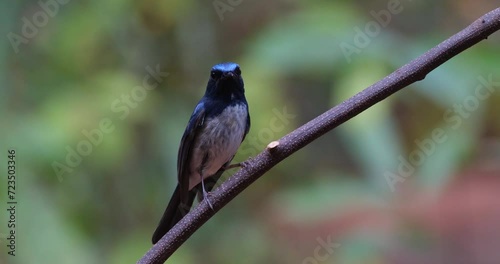 Camera zooms out while looking towards the camera, Hainan Blue Flycatcher Cyornis hainanus, Thailand photo