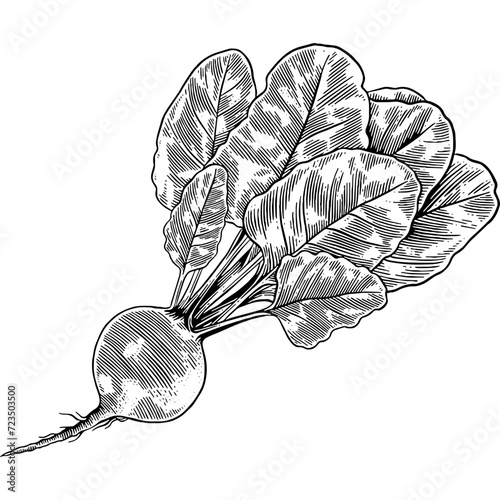 Hand drawn Beetroot Sketch Illustration