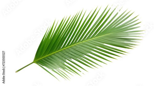 top view fresh palm leaves isolated on transparent and white background.PNG image.