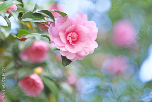 ピンクのかわいい八重のサザンカの花