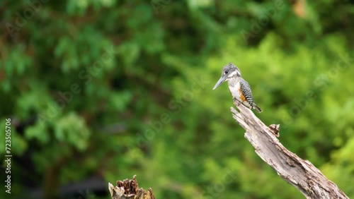 Close up of a Giant kingfisher (Megaceryle maxima) perched on a tree. Chobe National Park, Botswana, South Africa photo