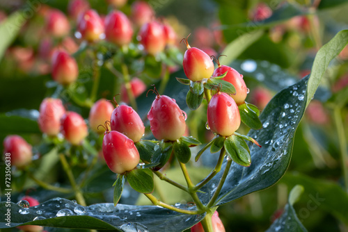 Hypericum 'Magical Red Flame' multi