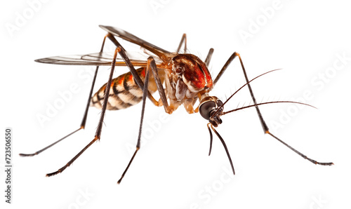 Mosquito Isolated on Transparent Background 