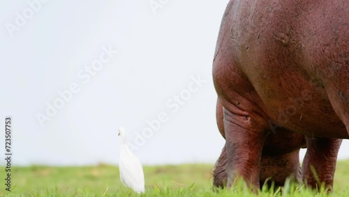 A beautiful footage of a big African hippopotamus walking in grassland of Savanah of Botswana South Africa photo