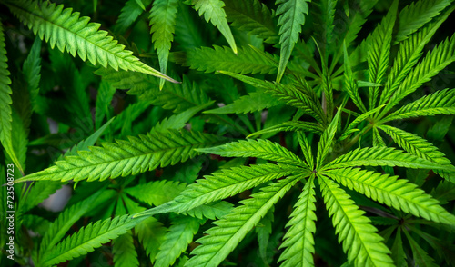 Fototapeta Naklejka Na Ścianę i Meble -  Cannabis leaves natural background