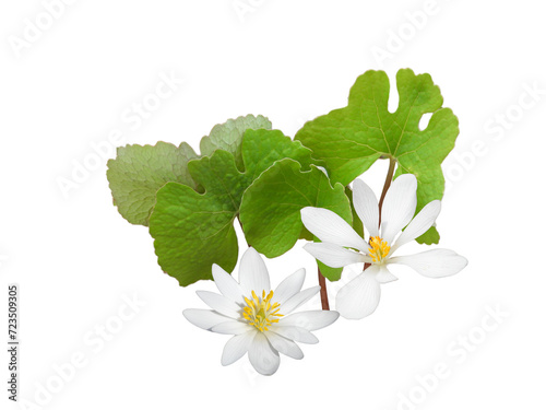Quadro em tela Sanguinaria canadensis (Bloodroot) Native North American Woodland Wildflower Iso