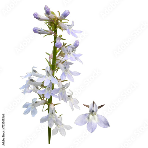 Lobelia spicata (Pale-spike Lobelia) Native North American Prairie Wildflower Isolated on White Background photo