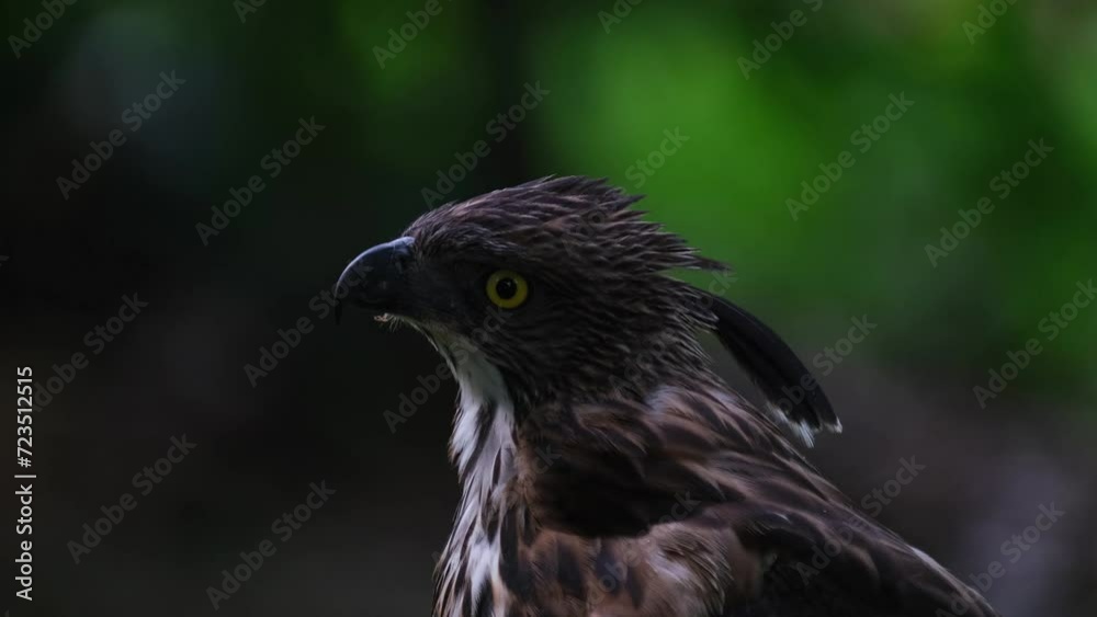 Looking to the left and up, beautiful crest display, Pinsker's Hawk-eagle Nisaetus pinskeri, Philippines Looking to the left and up, beautiful crest display, Pinsker's Hawk-eagle Nisaetus pinskeri, Philippines