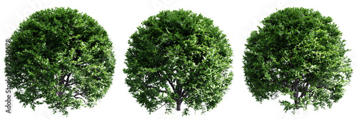 Buxus sempervirens round bush isolate transparent background.3d rendering PNG