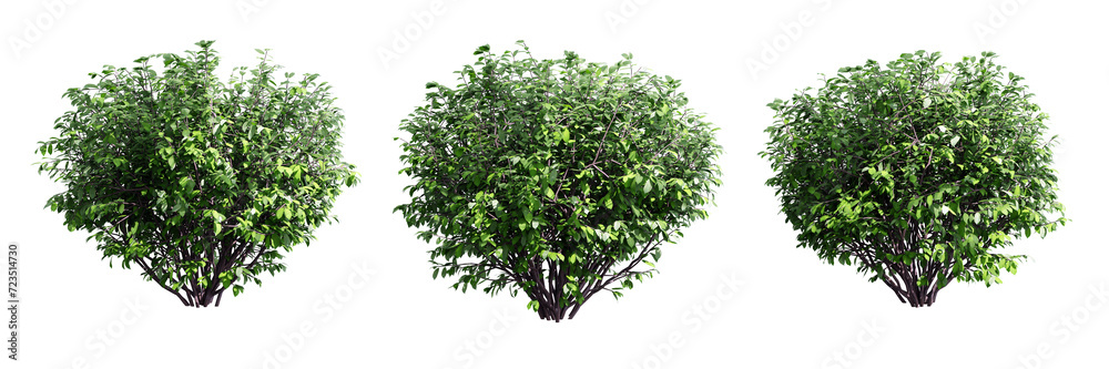 Euonymus isolate transparent background.3d rendering PNG Euonymus isolate transparent background.3d rendering PNG