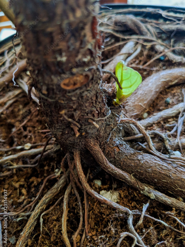 Fiddle Leaf Fig Tree plant offshoots from roots in a pot, NYC, USA Fiddle Leaf Fig Tree plant offshoots from roots in a pot, NYC, USA