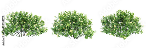 Spiraea betulifolia trees isolate transparent background.3d rendering PNG