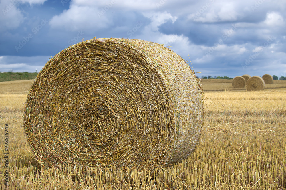 Large golden yellow hay bale field during harvest time Large golden yellow hay bale field during harvest time