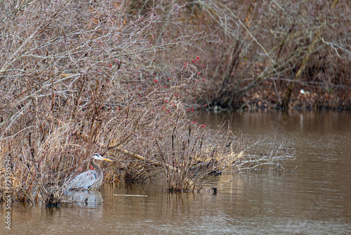 Hiding Heron