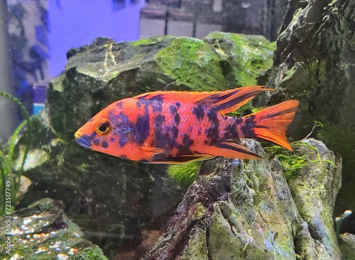 Closeup of a bright muti color of Peacock Cichlid photo