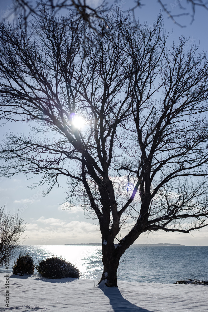 Winter landscape with a lonely tree on the shore Winter landscape with a lonely tree on the shore