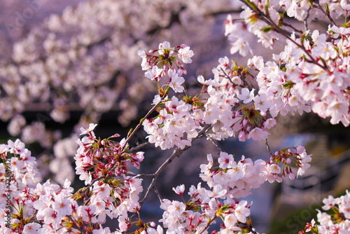 Explosão de Primavera: O Esplendor das Cerejeiras Japonesas photo