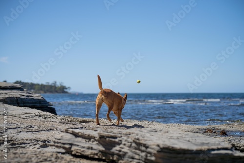 Tan kelpie dog on a Sandy beach in summer playing with a ball