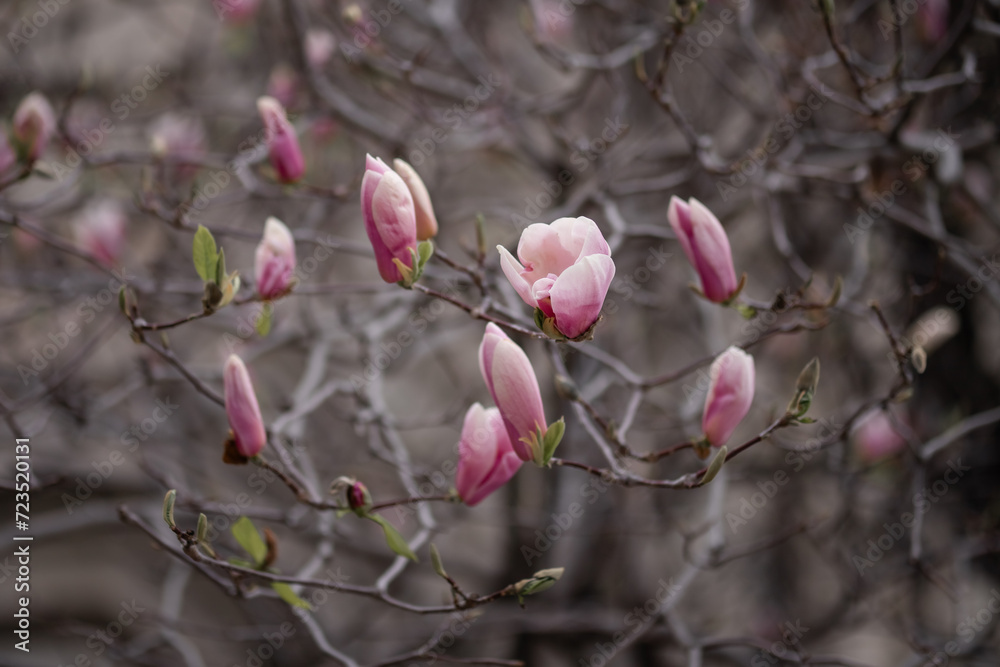 Magnolia flower blossoms in springtime. Magnolia tree with pink flowers. Magnolia flower blossoms in springtime. Magnolia tree with pink flowers.