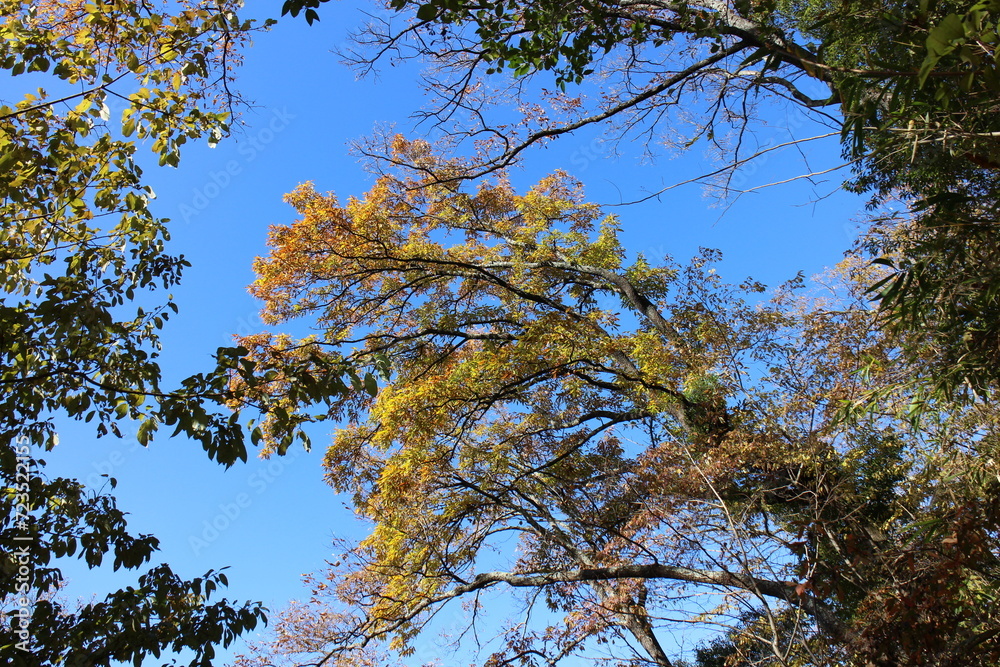Fototapeta premium 秋の風景 紅葉の木 
