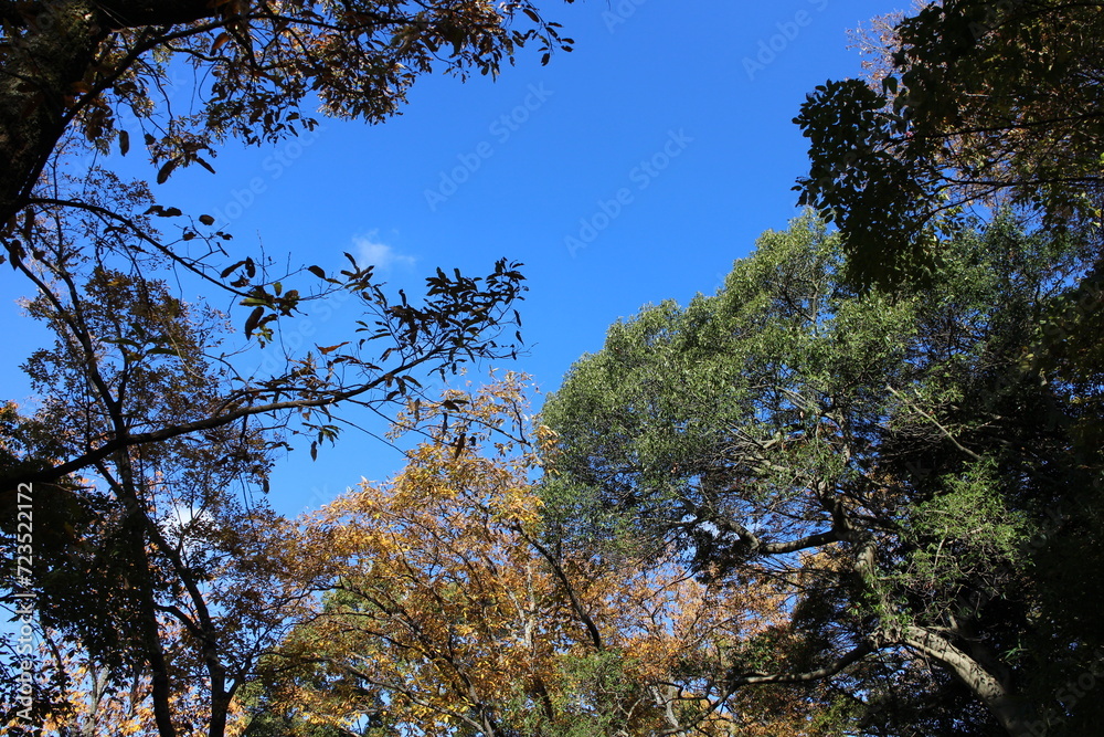 Fototapeta premium 秋の風景 紅葉の木 