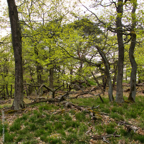 Tree branches on the ground and green leaves on trees on a spring day on the cliffs of Rotenfels in Germany.