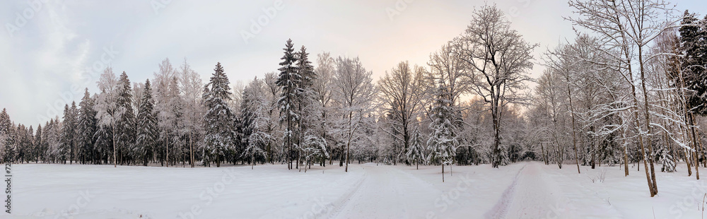 Fototapeta premium Winter snowy park landscape . the screensaver is winter . a snowy picture . the cover photo . frost