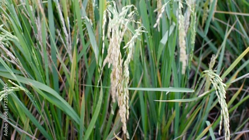 JAKARTA, 25 December 2023. Rice plants or Oryza sativa, in the middle of rice fields. close up