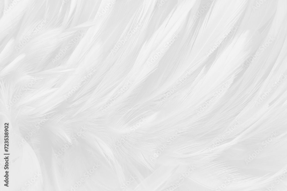 Obraz premium Beautiful white grey bird feathers pattern texture background.