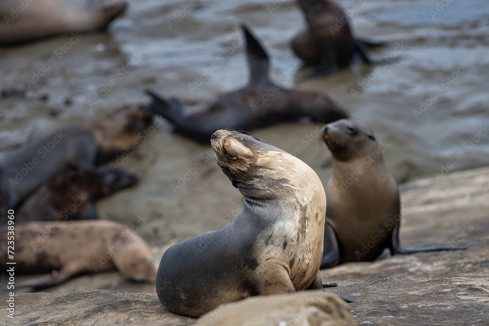 Fototapeta premium 2023-12-31 A SEA LIONS WITH ITS CHIN UP SUNNING ON THE ROCKS BY THE LA JOLLA COVE NEAR SAN DIEGO CALIFORNIA