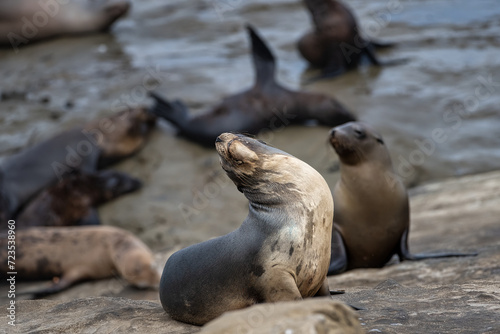 2023-12-31 A SEA LIONS WITH ITS CHIN UP SUNNING ON THE ROCKS BY THE LA JOLLA COVE NEAR SAN DIEGO CALIFORNIA