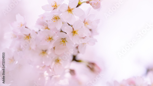 桜 photo